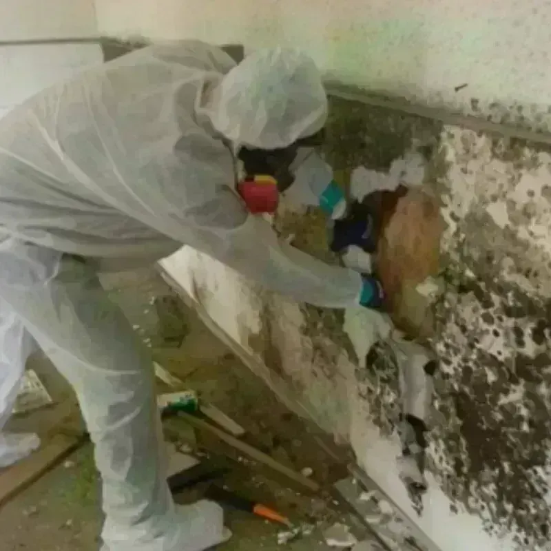 Mold Remediation and Removal in Freeland, MI